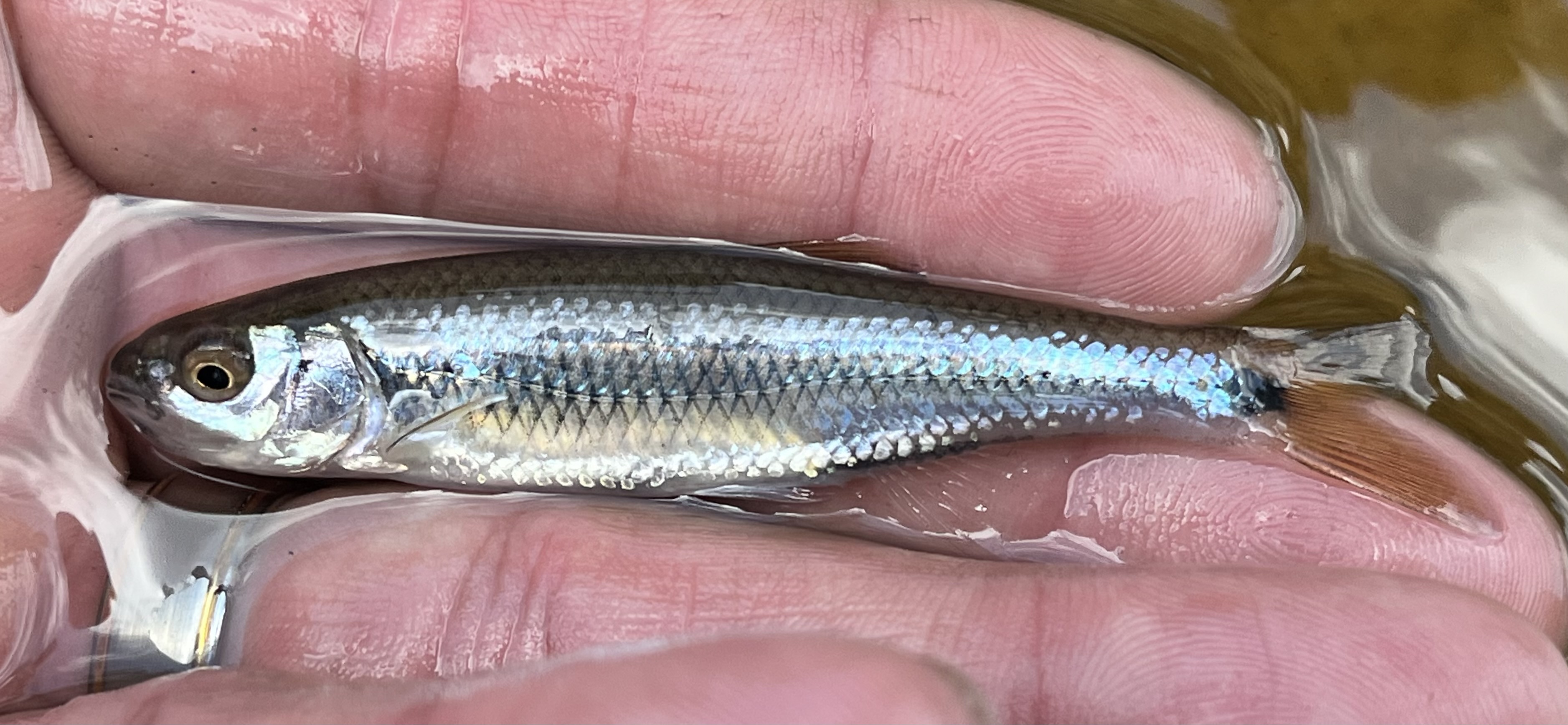 Apalachicola Blacktail Shiner (Cyprinella eurystoma)