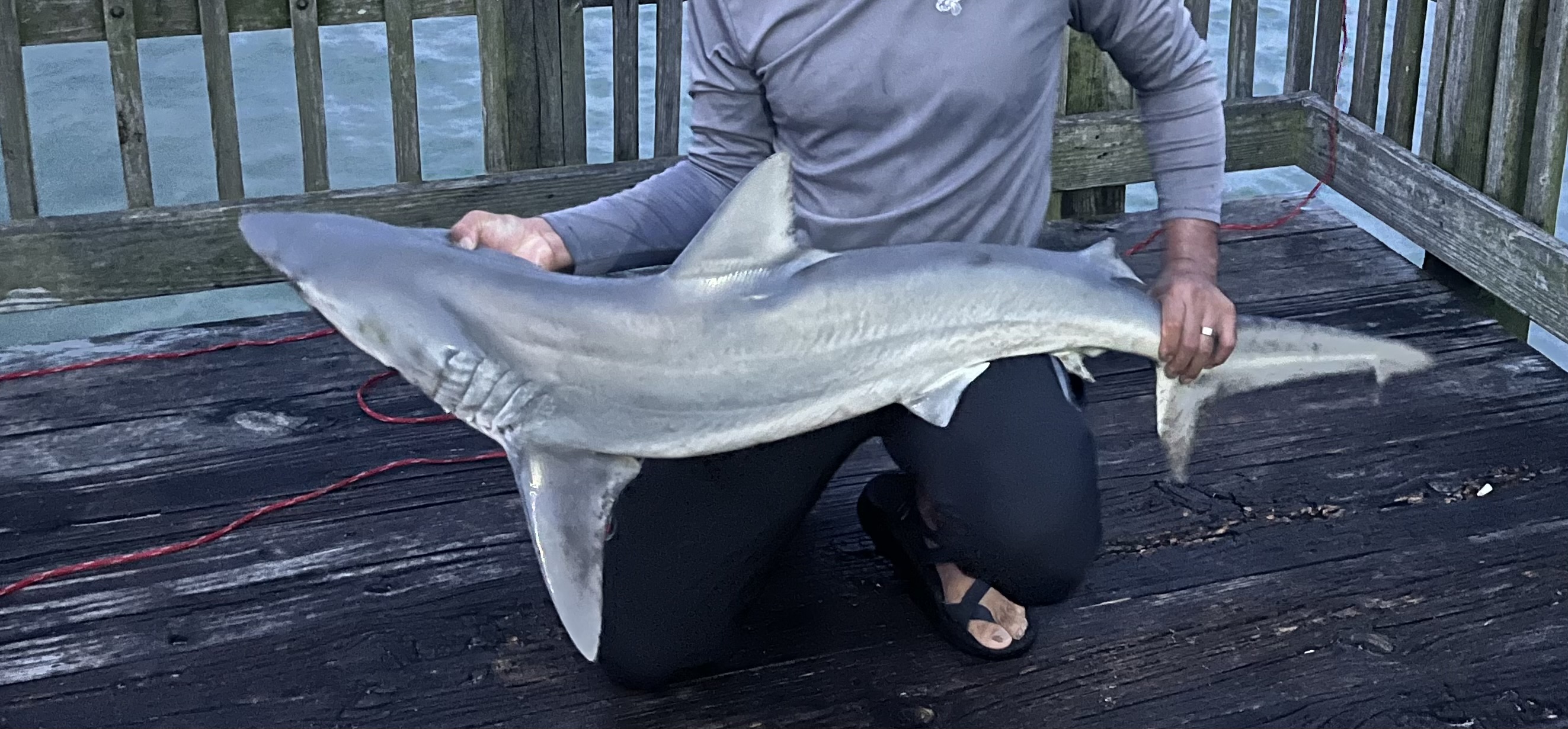Finetooth Shark (Carcharhinus isodon)