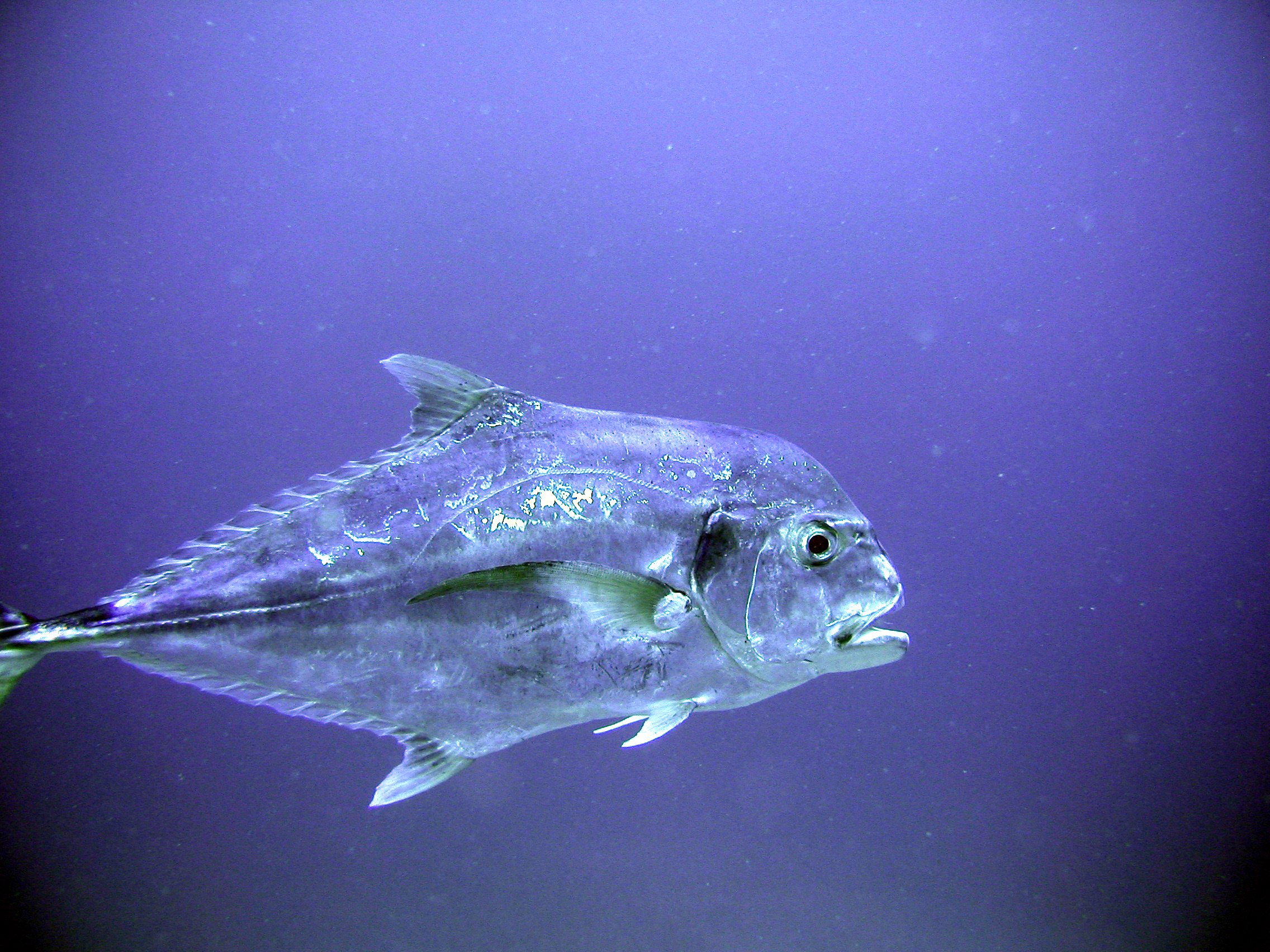 African Pompano